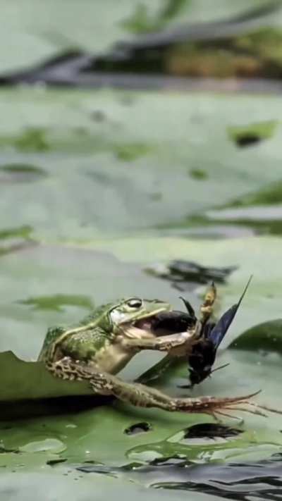 ? Common green frog trying to catch its prey