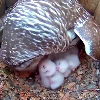 Mother owl with her babies ?
