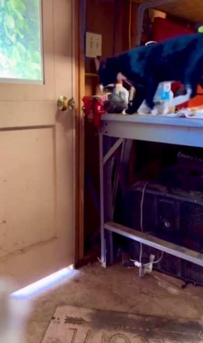 Security Cam Captures Catculating Culprit