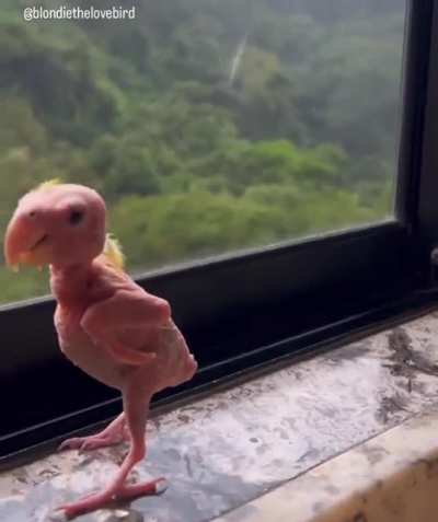 Blondie, a lovebird with Psittacine Beak and Feather Disease (PBFD). Birds suffering this disease exhibit depression, irreversible loss of feathers/beak and claw deformities, and eventually die in a short time. This fella however is going 6year strong.