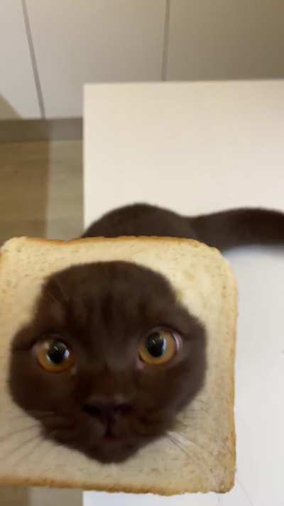 chocolate sandwich