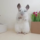 Pimpchilla