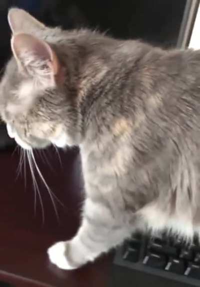 To pet the cat