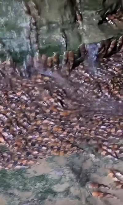 ?bumblebee catfish documented climbing waterfalls in Brazil to reach spawning waters
