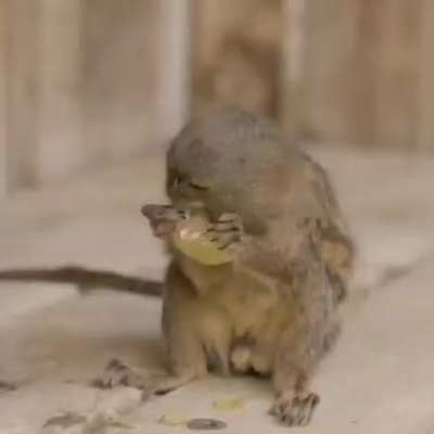 ? The pygmy marmoset is the smallest monkey on the planet.