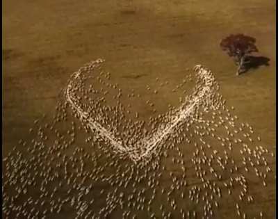 Australian farmer couldn’t attend his aunts funeral so he laid out grain in the shape of a heart so “she can see it through the clouds”