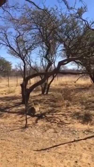 ? Big Cat agility at its finest. A Leopard uses a branch to launch himself nearly 20 feet in the air to catch a bird.