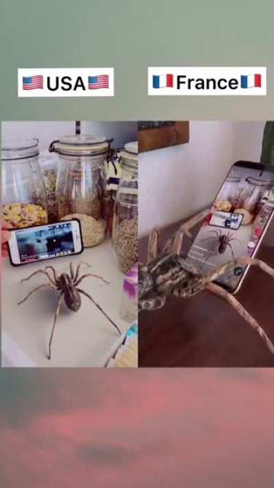 Spider of USA vs France ?