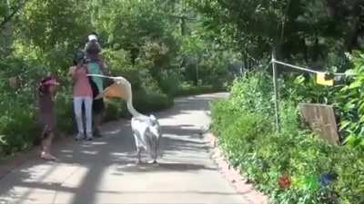 Pelican going for a walk and trying to eat some humans on the way