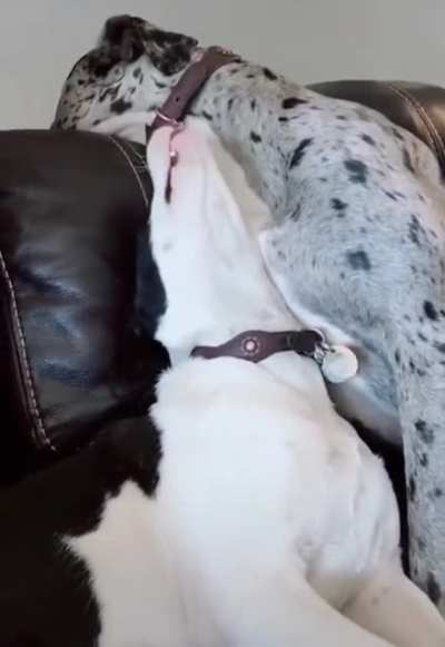 From r/aww but I think this belongs here.
