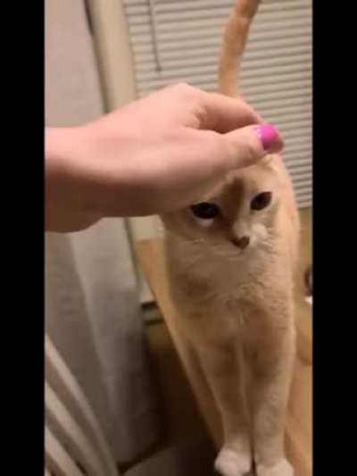 Honey yells at a mango