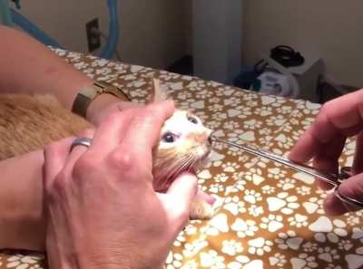 Hey, maa… Look what I just pulled out from the cat’s nose!