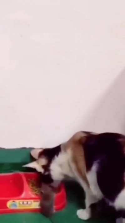 Cat catches mouse..