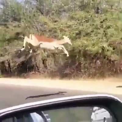 ? Gazelles Are Being Chased By A Cheetah Across Road