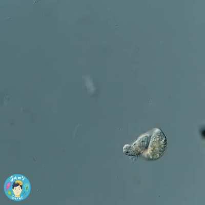 ? Vicious microscopic hunter, the single-cell organism, Lacrymaria olor, attacking and hunting another organism