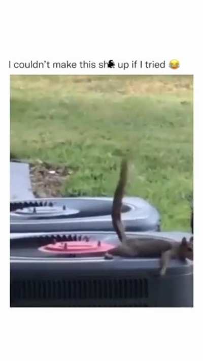 Flying Squirrel