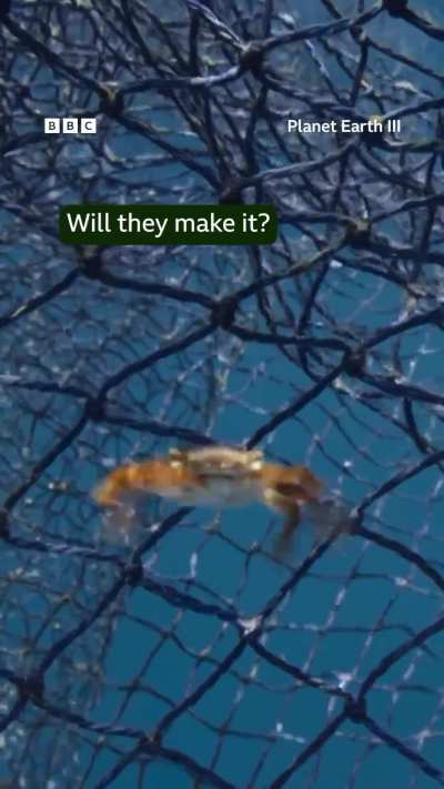 ?Despite living in the open ocean, Columbus crabs are poor swimmers. This means they must rely on floating debris to make their home, or if they’re lucky, a passing turtle