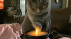 Faux Flame Taps... no real fire here, only taps