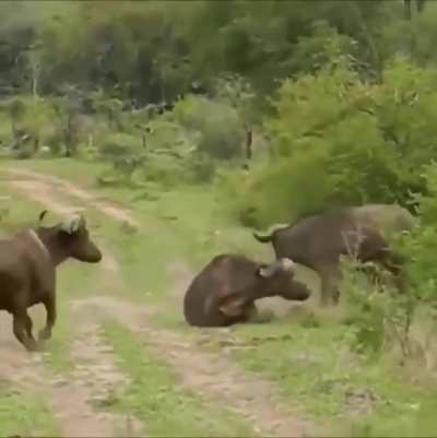 ? This is why the Water Buffalo is one of the most dangerous animals in Africa...