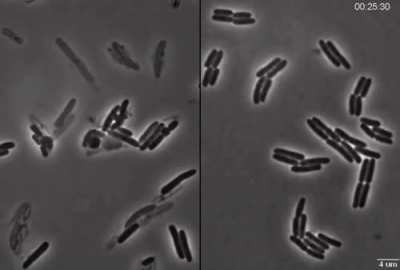 On the left is what happens when you give penicillin to certain bacteria. On the right is the control.