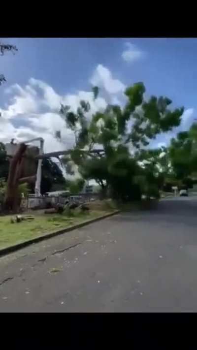 The tree's one last "fuck you"..