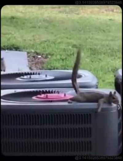 Chilling on a fan