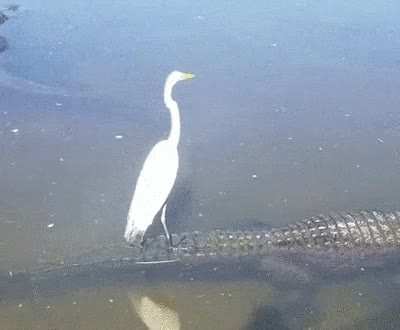 ? This white egret taking a: 'slow ride, take it easy' ?