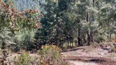 ? A monarch butterfly watering hole in the forests of Mexico