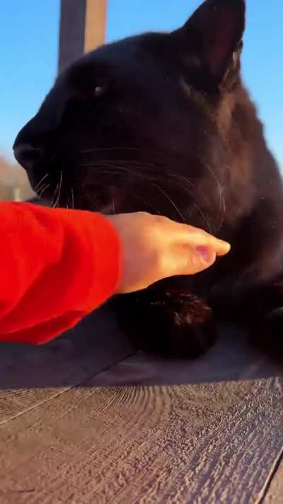 All cats are cats.