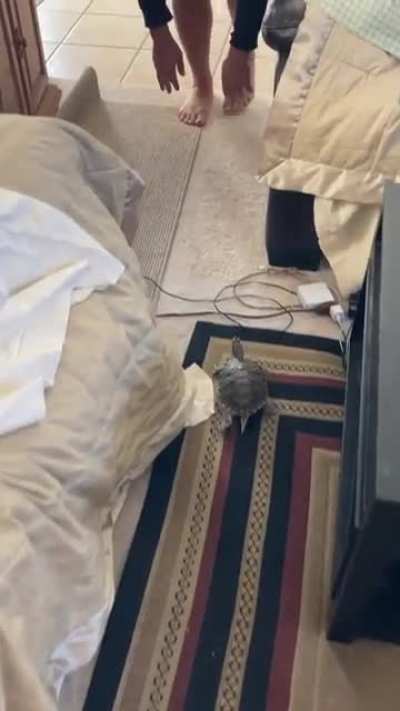 Turtle zoomies
