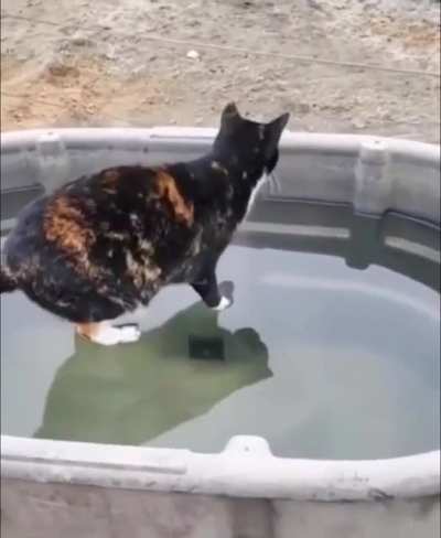 Jesus cat