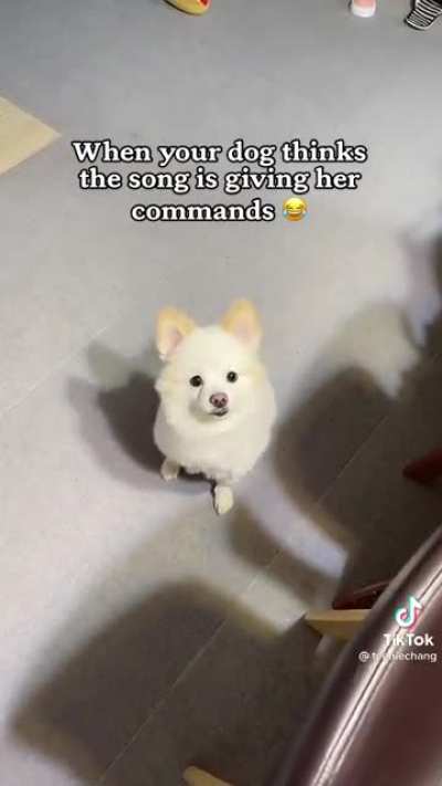 Turn around! A very good boy ?