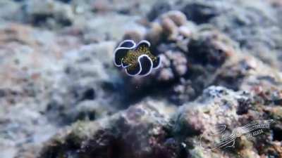 ? You'd think they'd come up with a better name for this thing than "flatworm"