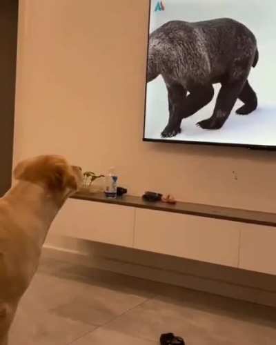 To meet Mr bear