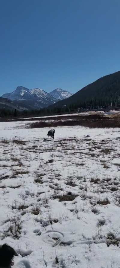 Frisbee zoomies ?