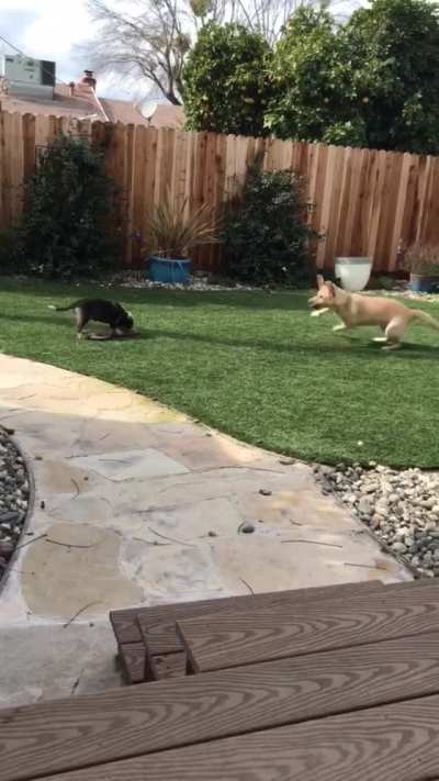 Excited About New Puppy