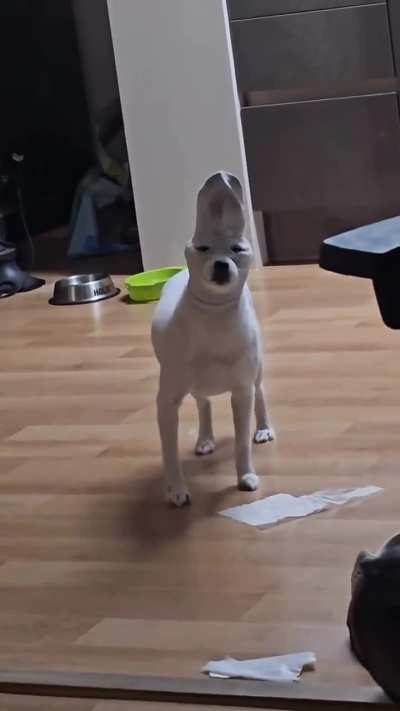The dog was clearly confused on why they were laughing at it