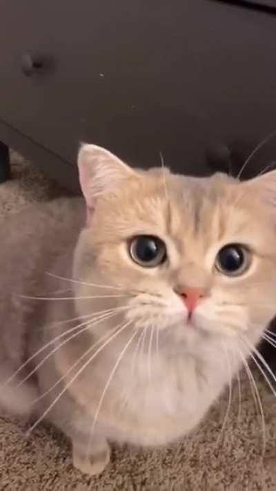 My beautiful Cat ?