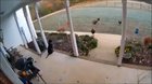 It’s nice to have a good watch dog when your chickens are under attack.