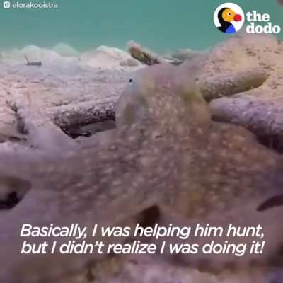 ? This intelligent octopus