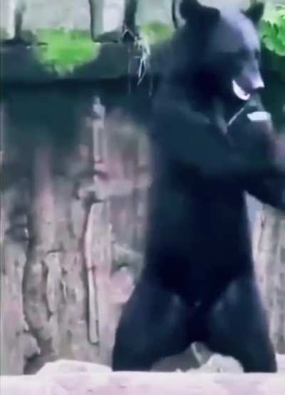 Kung-Fu bear