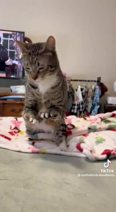 Catasaurus Rex