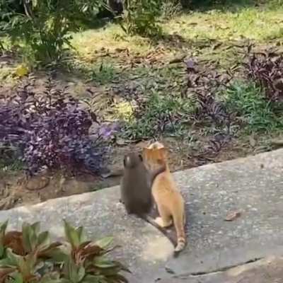 ? Monkey hugging a cat