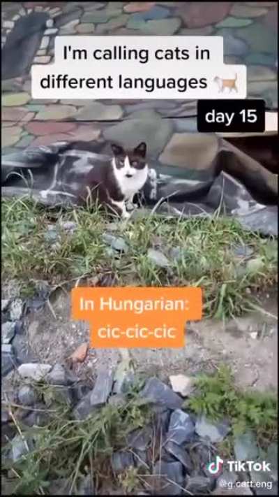 Cats from around the world ?