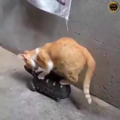 Free riding cat