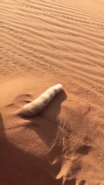 Tappy tail
