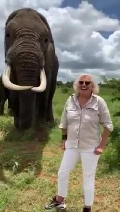 ? Elephant Takes off and Hides Woman's Hat in Mouth Then Returns it on Request