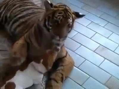 Tiger yawn.