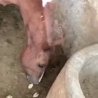 horse and chick