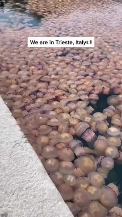 ? A smack of Jellyfish in Italy